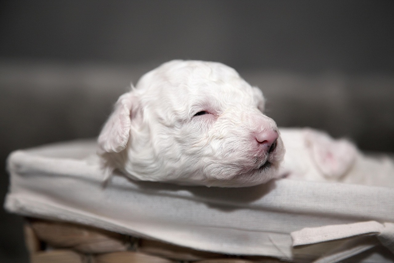 Müder Hund