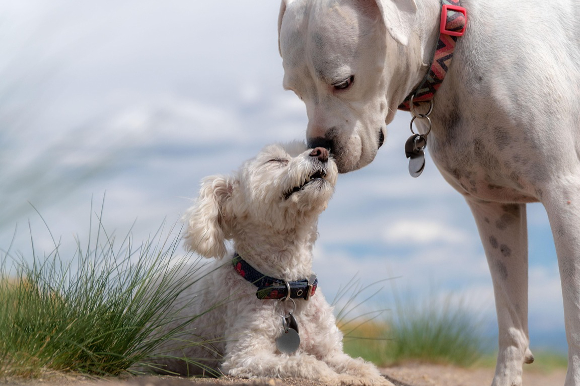 Hunde Familie